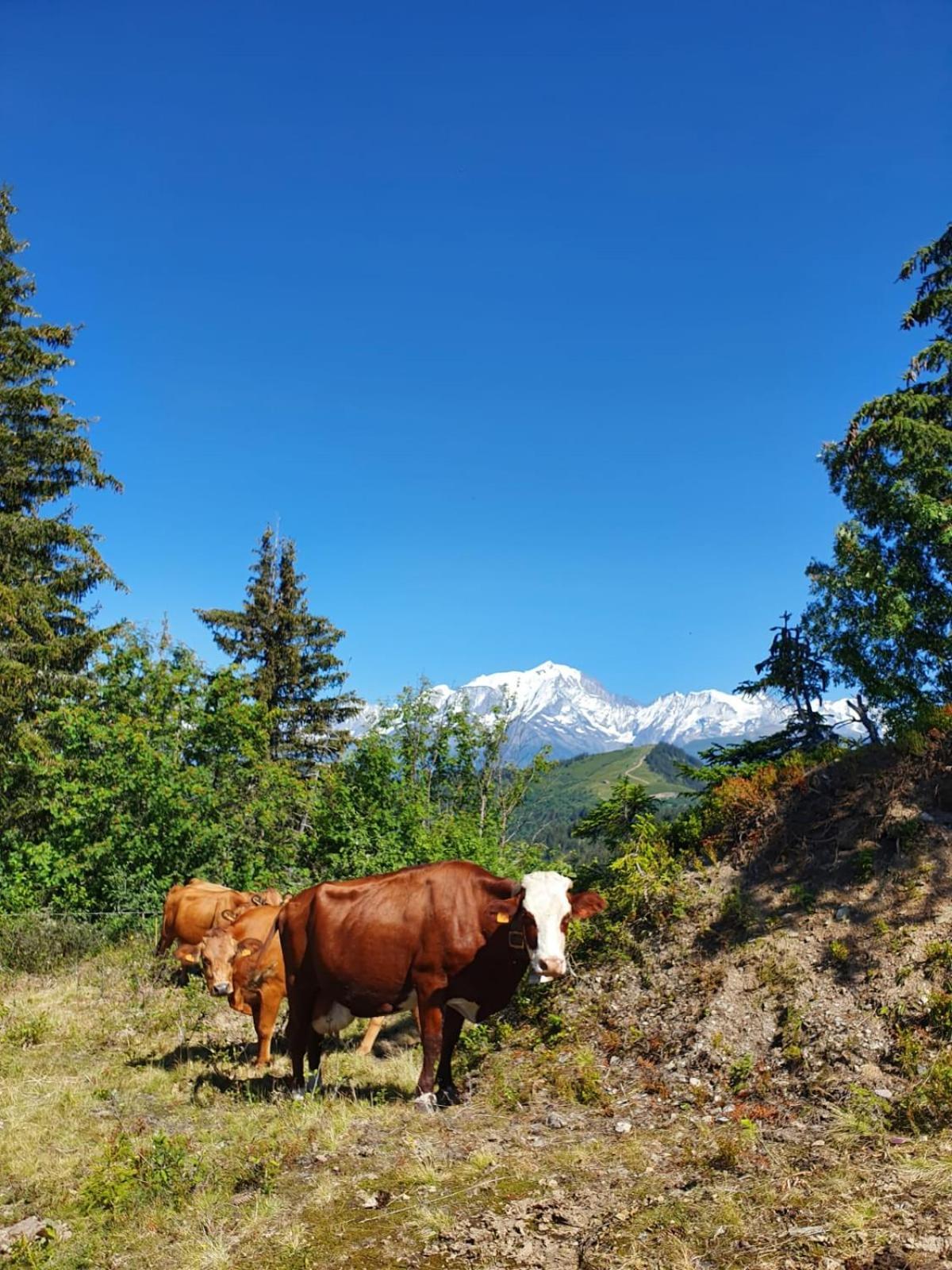Appartement La Duchere Le Plan-La Giettaz Massif Des Aravis Zewnętrze zdjęcie